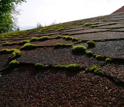 Healthy RoofRoof Moss Removal & Spray