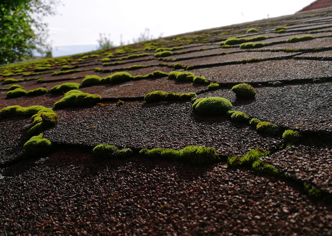 Healthy RoofRoof Moss Removal & Spray